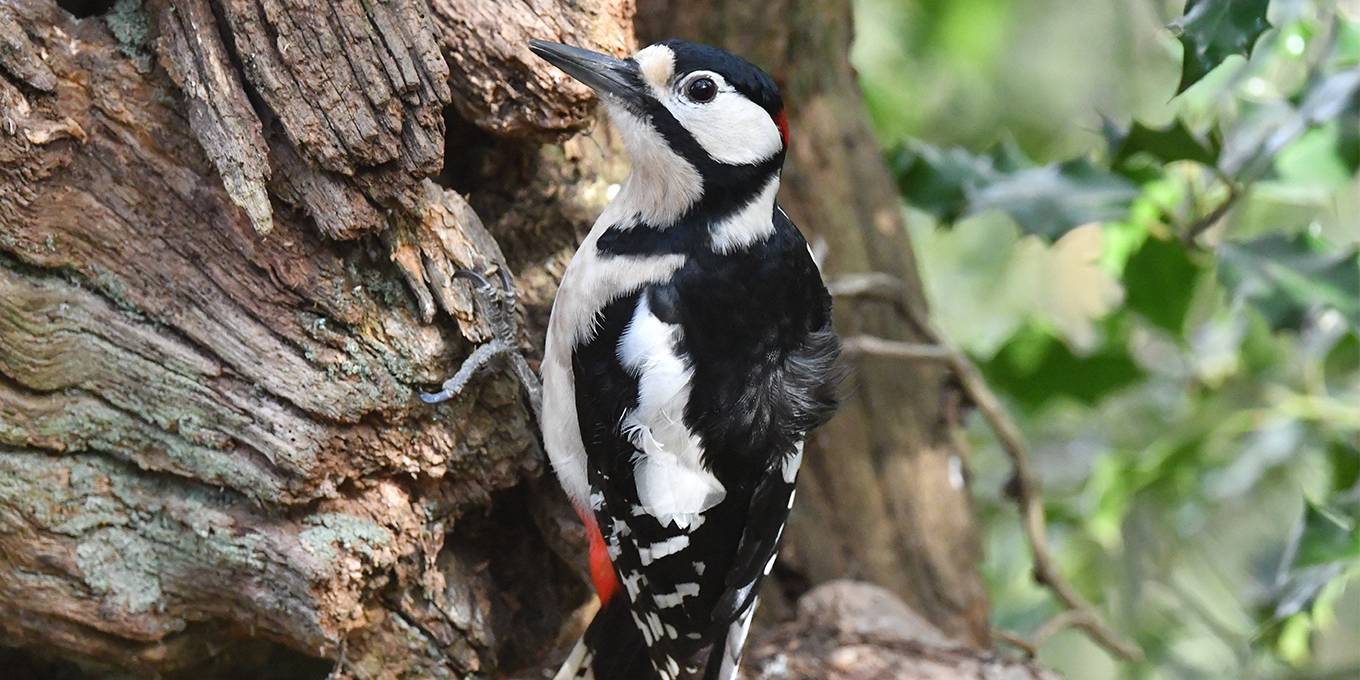 Silence, ça tambourine ! Gestion forestière et biodiversité : zoom sur les pics